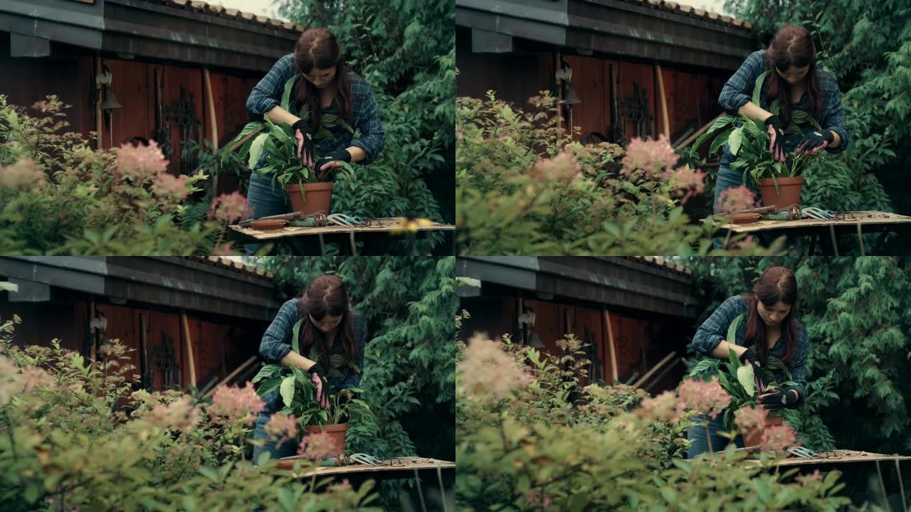 女人在花园里种花