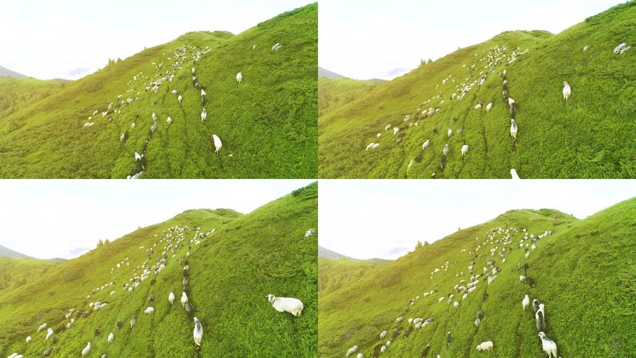 在美丽的山野上的一群羊的飞行