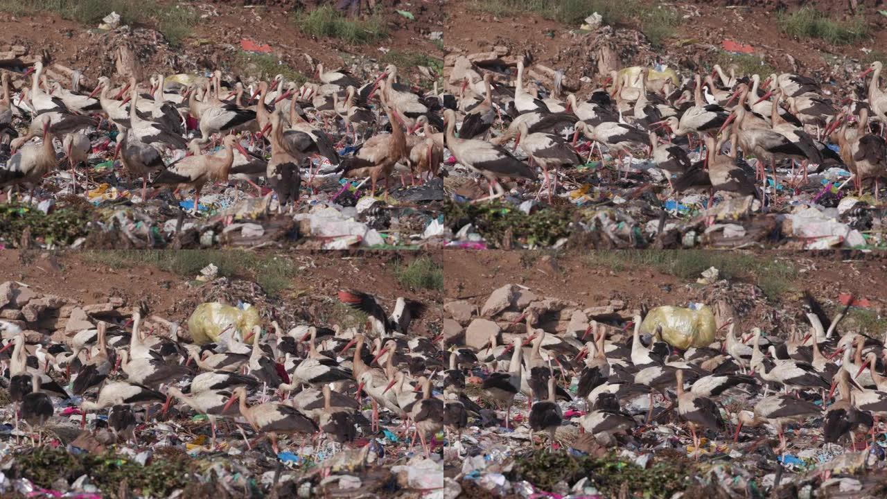 在垃圾填埋场清理食物的欧洲白鹳的4k特写视图