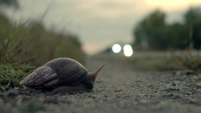 路边有蜗牛。车辆小车大树