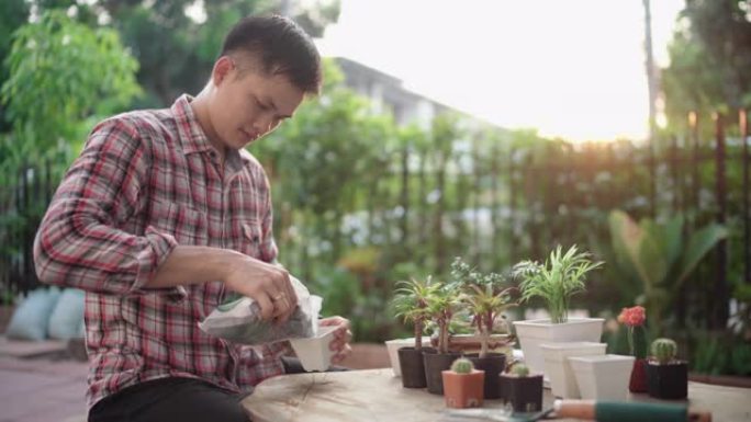 年轻的亚洲男子正在夯实土壤，而在家里种植室内植物，indoo