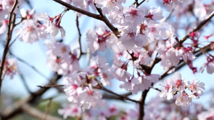 日本的春天樱花盛开