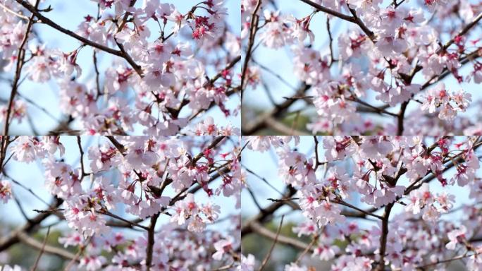 日本的春天樱花盛开