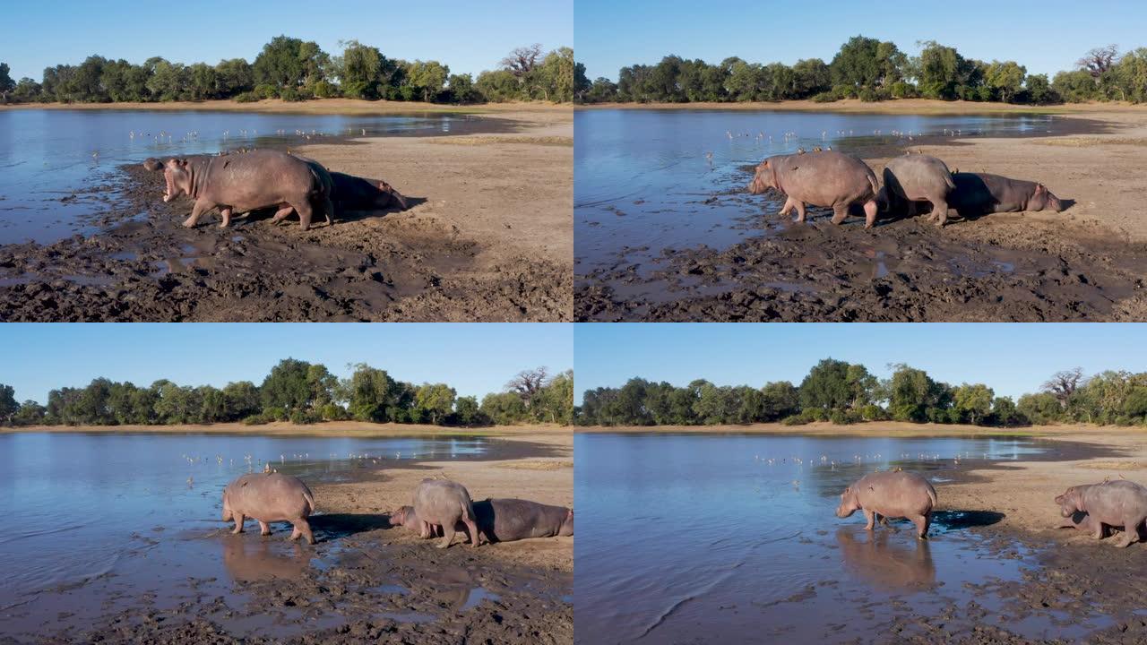 五只河马躺在河岸上的鸟瞰图，其中一只站起来走进津巴布韦的河