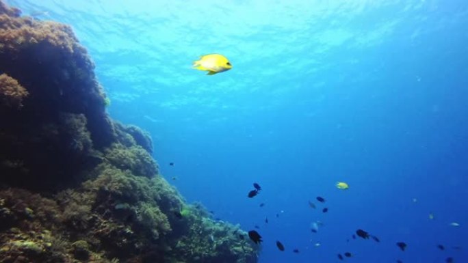 寻找他的伴侣热带鱼群海洋大海野生动物