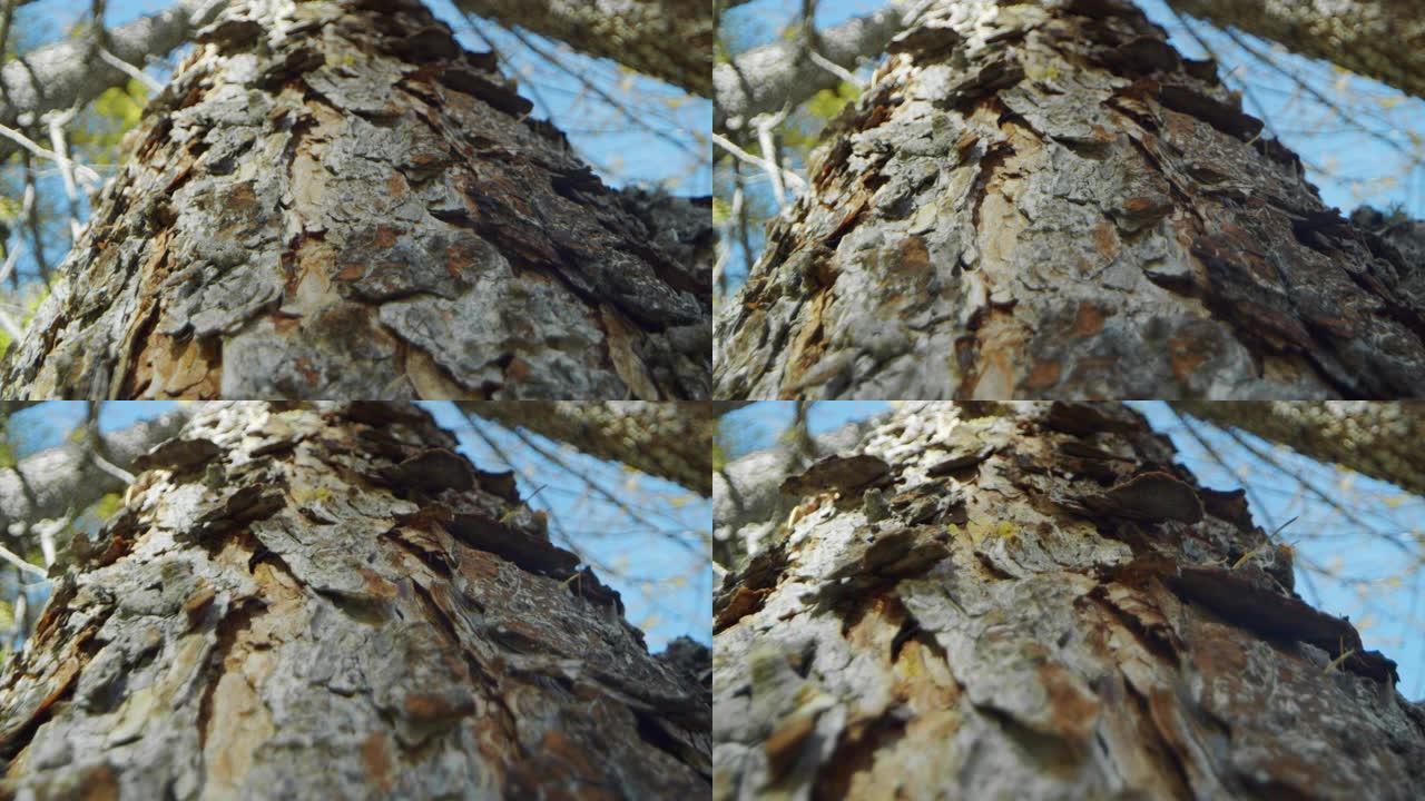 山树干树皮的宏观照片。