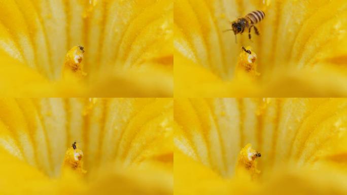 一只蚂蚁在南瓜花的雄蕊上吃花内的花粉