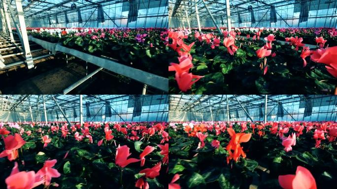 五颜六色的仙客来花在温室里成排的花盆里。