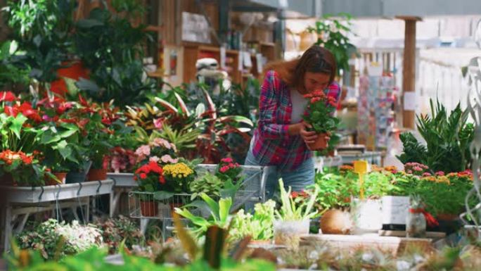 一个年轻快乐的女人带着手推车的慢动作正在选择新鲜的时令花朵在阳光明媚的日子里在植物商店的温室里为她的