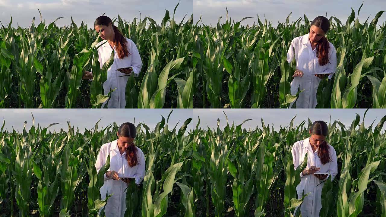 一位植物专家，在白大褂中检查田间大豆，在一片绿色植物的背景下进行测试分析。
