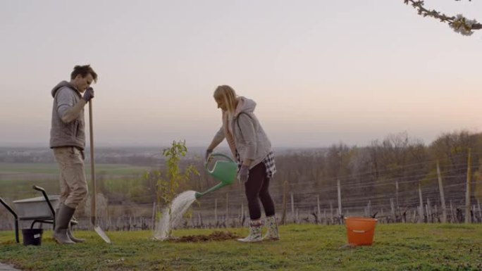 WS夫妇在日落时在田园诗般的乡村山坡上种植和浇水果树