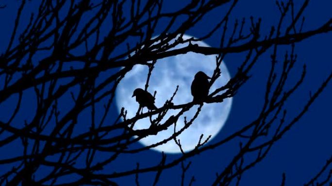 鸟儿在傍晚飞离树枝，月亮在远处