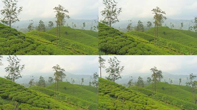 WS郁郁葱葱的乡村绿茶作物在斯里兰卡的山丘上生长