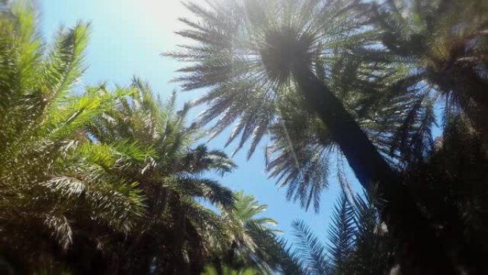 Preveli海滩棕榈森林