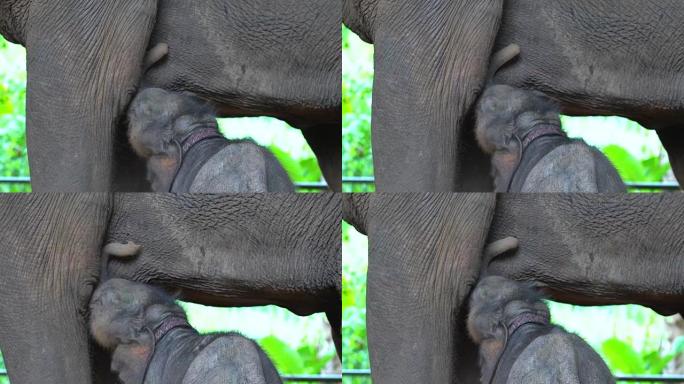 大象妈妈正在母乳喂养她的孩子