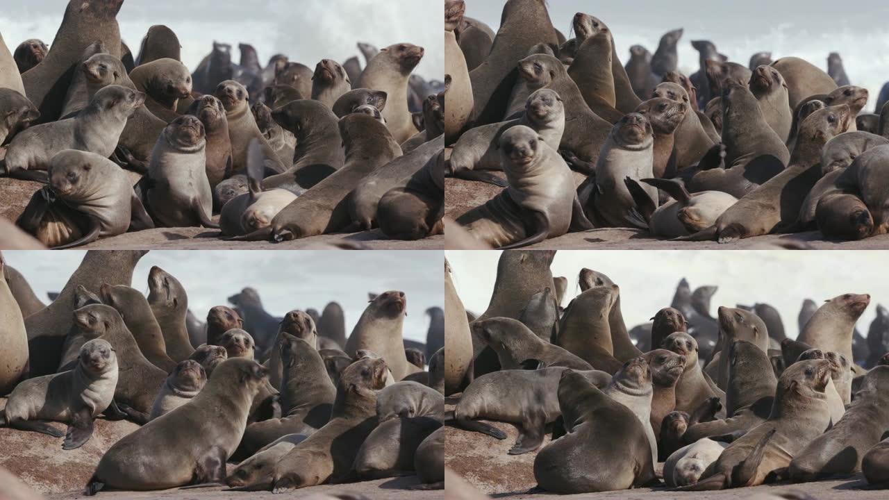 纳米比亚骷髅海岸国家公园，一大群海角海狗和幼崽坐在岩石上的4k特写视图