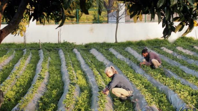 多民族农民在有机农场检查草莓种植园