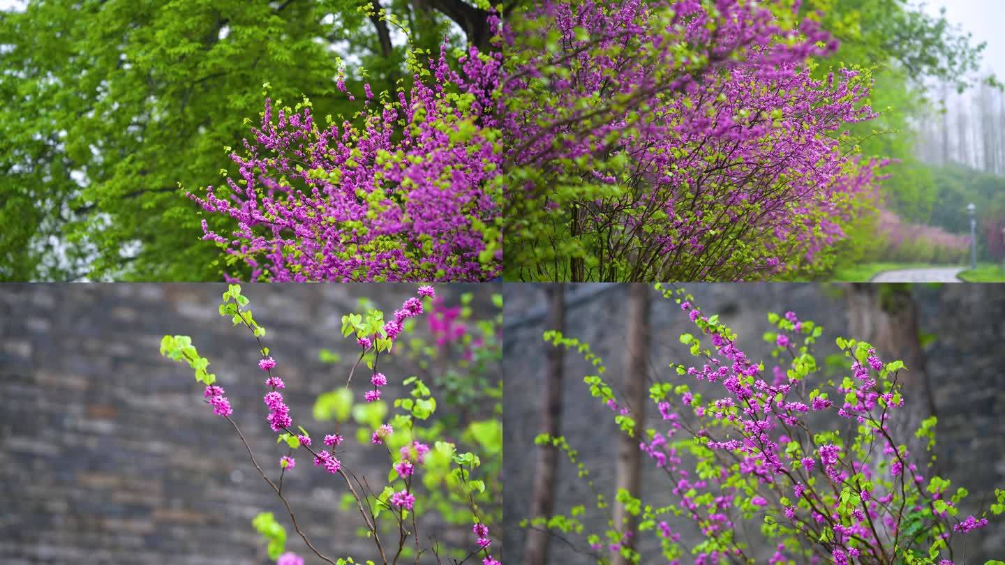 春季唯美紫荆花，紫荆花风景下雨素材