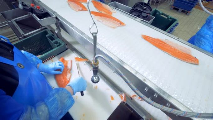 工人正在切断多余的鲑鱼