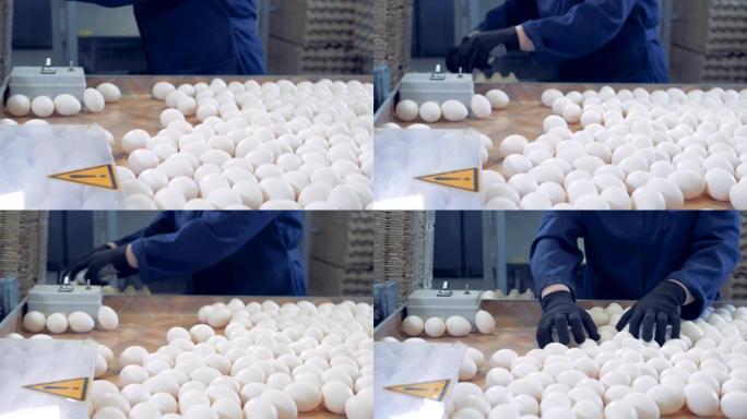 农场工人将鸡蛋放入包装中，侧视图。