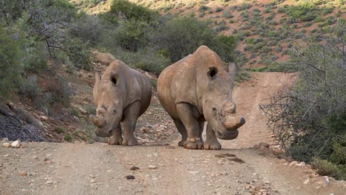 两只白犀牛站在自然保护区的碎石路上看着相机的特写镜头