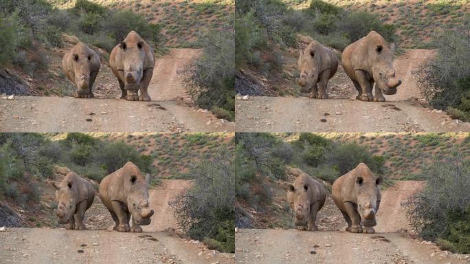 两只白犀牛站在自然保护区的碎石路上看着相机的特写镜头