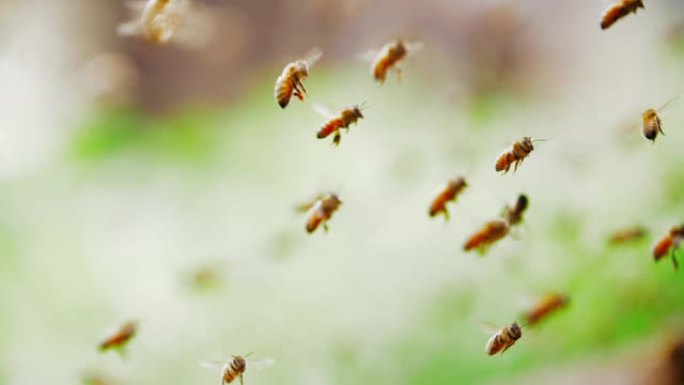 慢动作近距离观察忙碌的蜜蜂