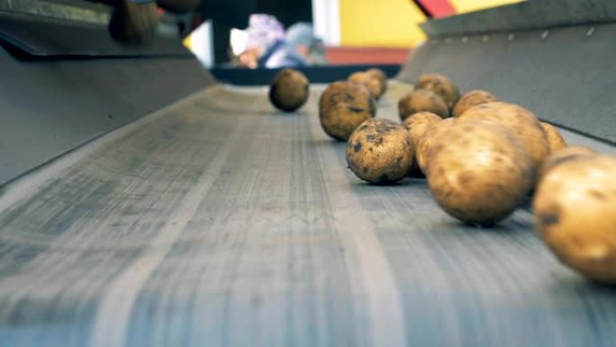 土豆块茎从运输机上掉下来。农业农业概念。