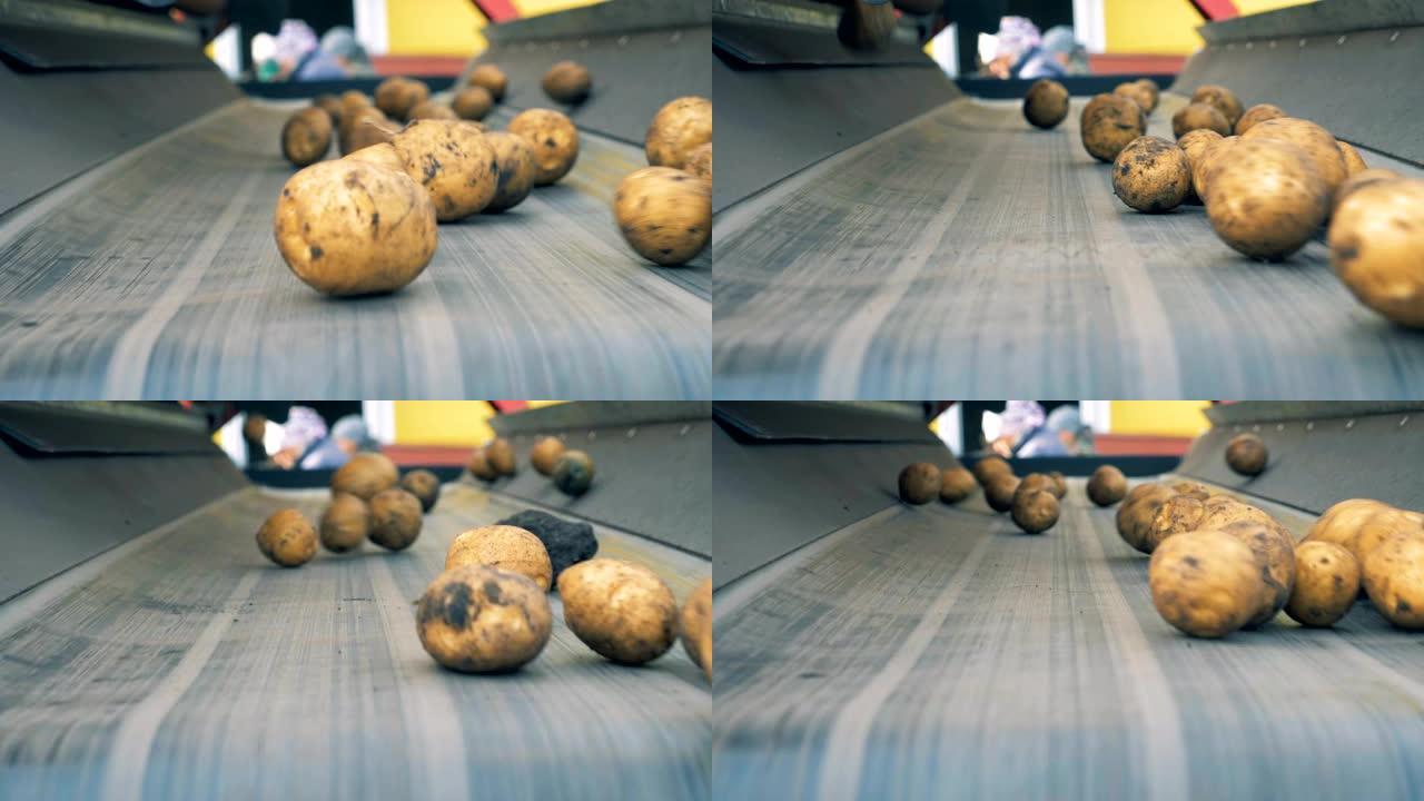 土豆块茎从运输机上掉下来。农业农业概念。