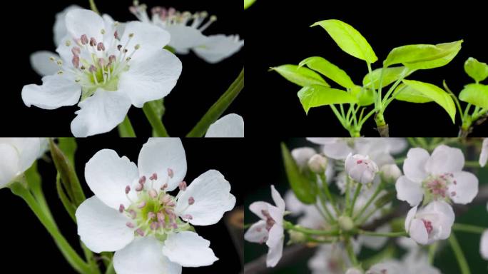 春天梨花延时花开梨树发芽生长合集