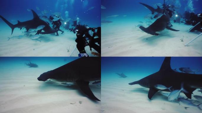 水下射击鲨鱼在群中游泳。