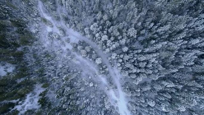 自上而下的冬季森林航拍。被雪覆盖的针叶树。4K, UHD