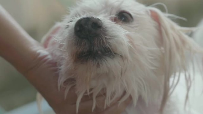 洗她的狗宠物医院护理宠物洗澡美容美发