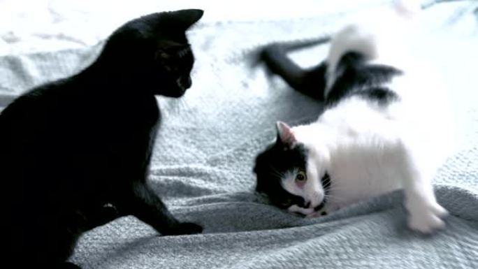 猫在舒适的毯子上互相玩耍