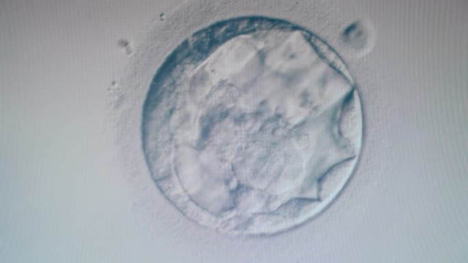 在显微镜下移动的卵细胞