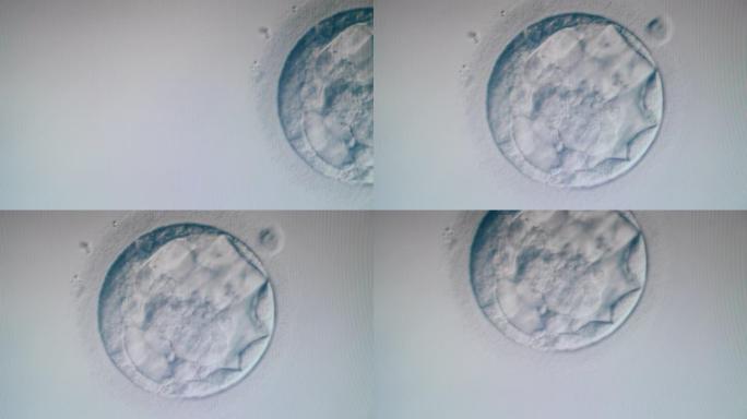 在显微镜下移动的卵细胞