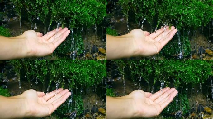 手握苔藓上的水