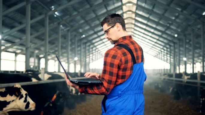 一名男子用笔记本电脑工作，站在牛棚里。