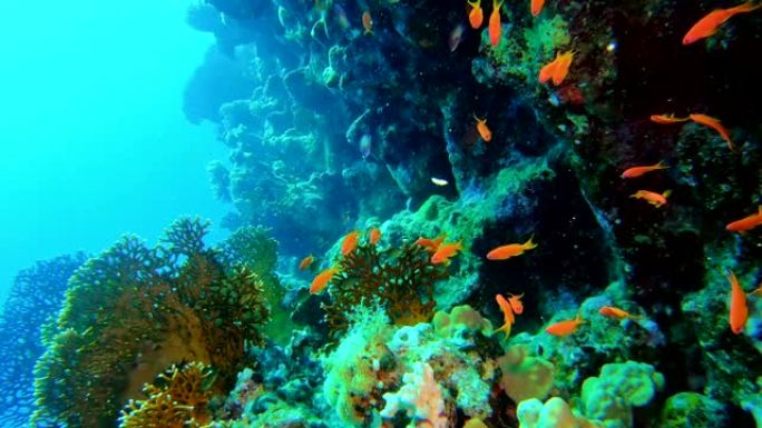 五颜六色的鱼游近底部。珊瑚礁。