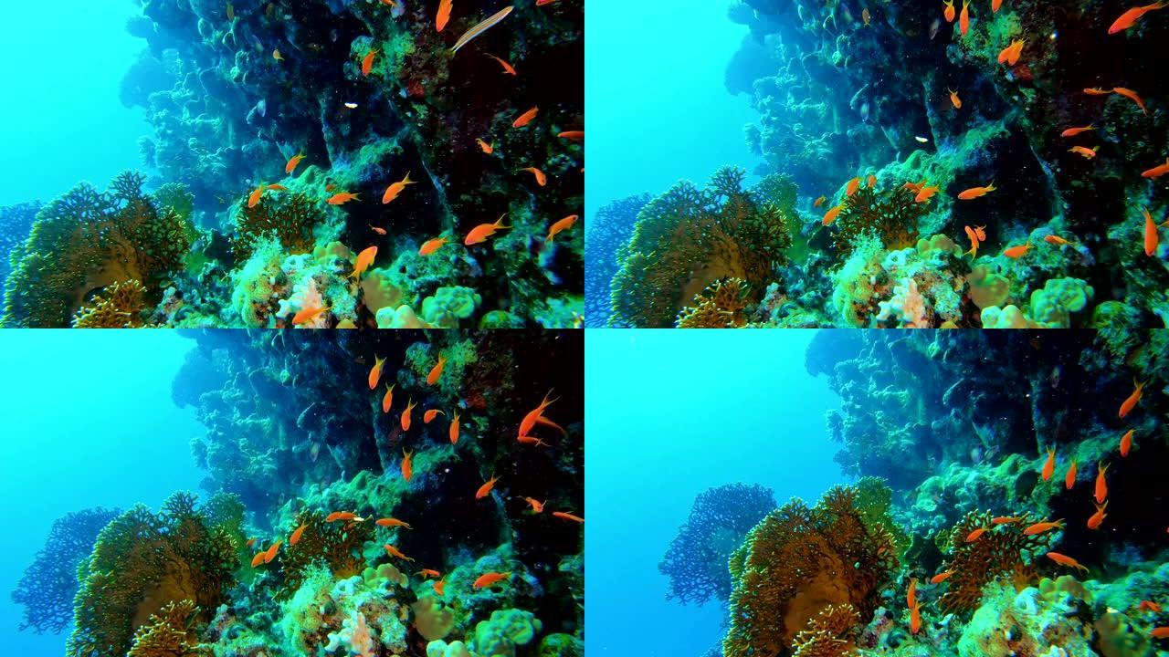 五颜六色的鱼游近底部。珊瑚礁。