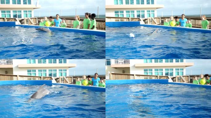 海洋教育公园的海豚表演技巧