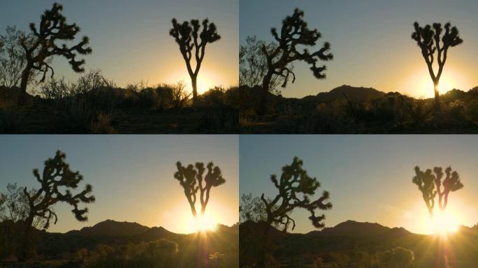 复制空间: 日出照亮了约书亚树国家公园中生长的植物。