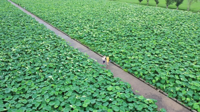 泉州石狮湿地公园航拍