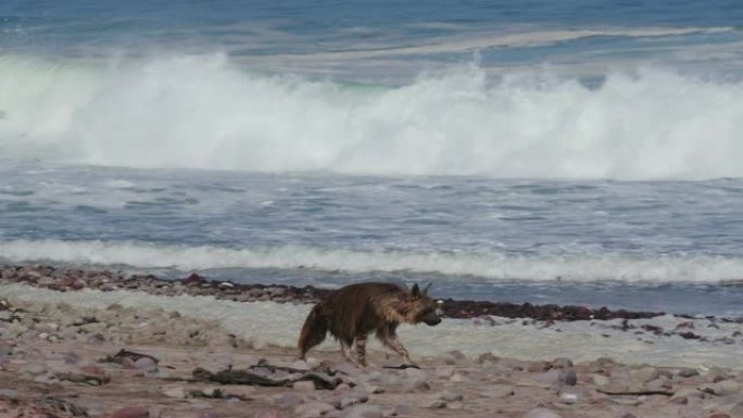 在纳米比亚的骷髅海岸国家公园，一只棕色鬣狗沿着海岸线行走寻找食物的4k视图