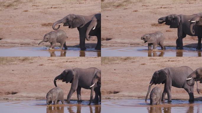 4k近景，一群繁殖的大象接近水坑喝酒，一头可爱的小象正在学习如何用其树干喝酒，津巴布韦万基国家公园