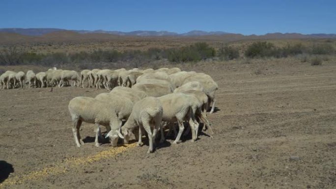 由于气候变化和全球变暖造成的干旱，饥饿的绵羊以补充食物为食