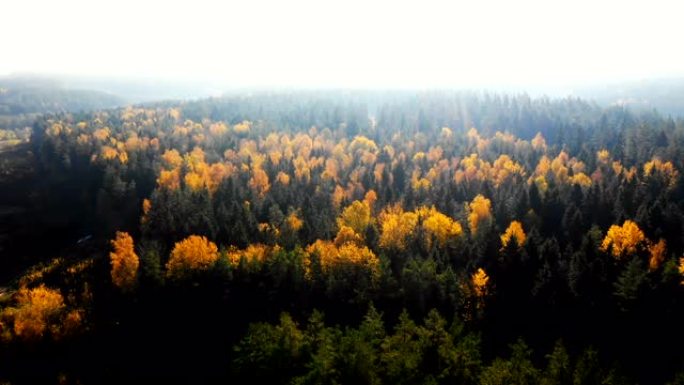 无人机飞越混合森林黄色树梢，覆盖着明亮的日出光，令人难以置信的镜头耀斑自然全景。