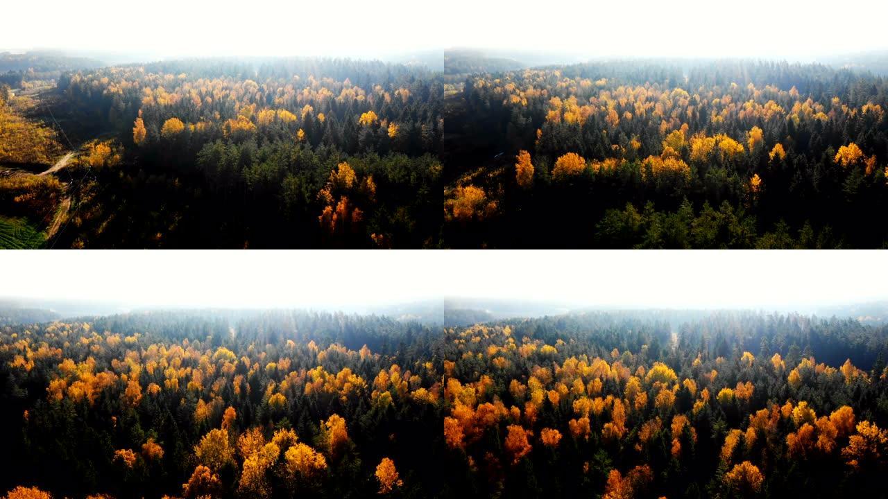 无人机飞越混合森林黄色树梢，覆盖着明亮的日出光，令人难以置信的镜头耀斑自然全景。