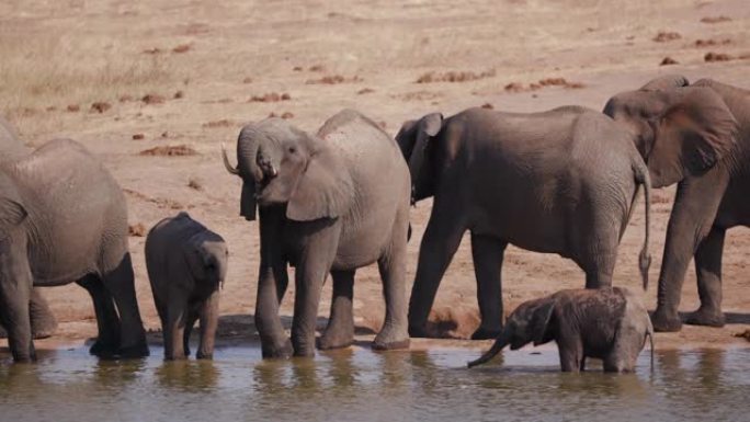 4k近景，一群繁殖的大象站在水坑里喝酒，而一头可爱的小象正在其树干上飞溅，津巴布韦万基国家公园