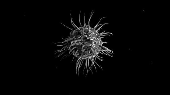 4k树突状细胞。树突状细胞神经元细菌病毒